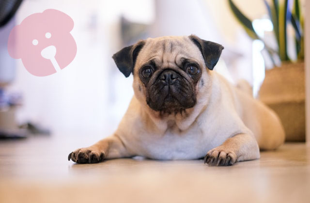 Cash Pug