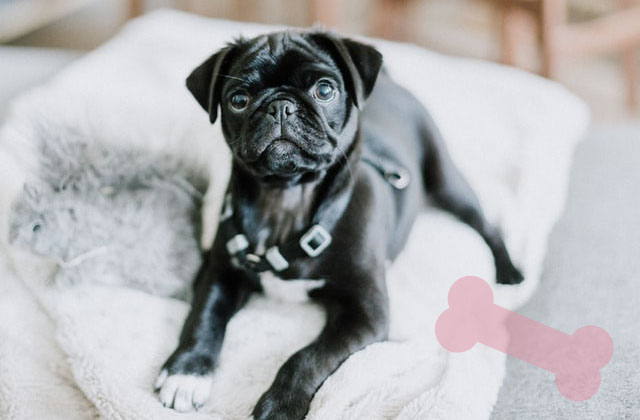 Cash Pug