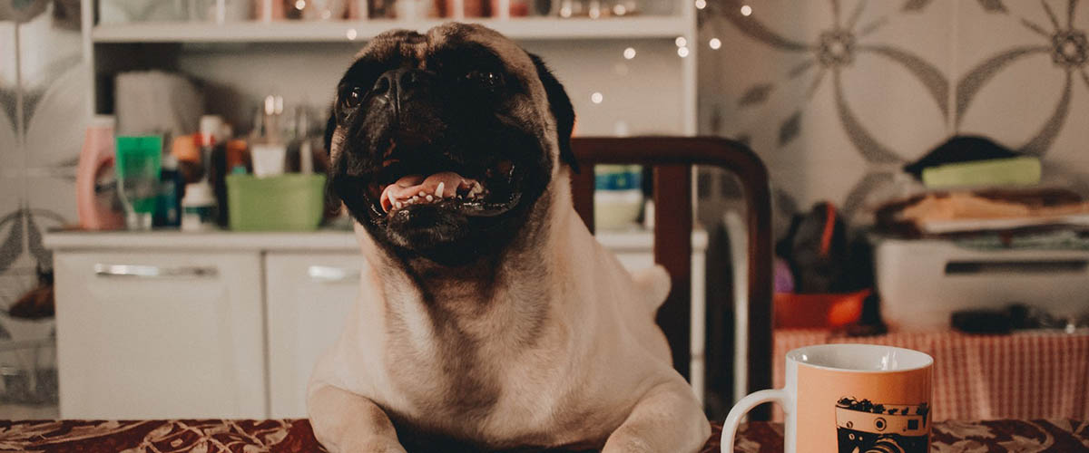 Cash Pug: Apply Today