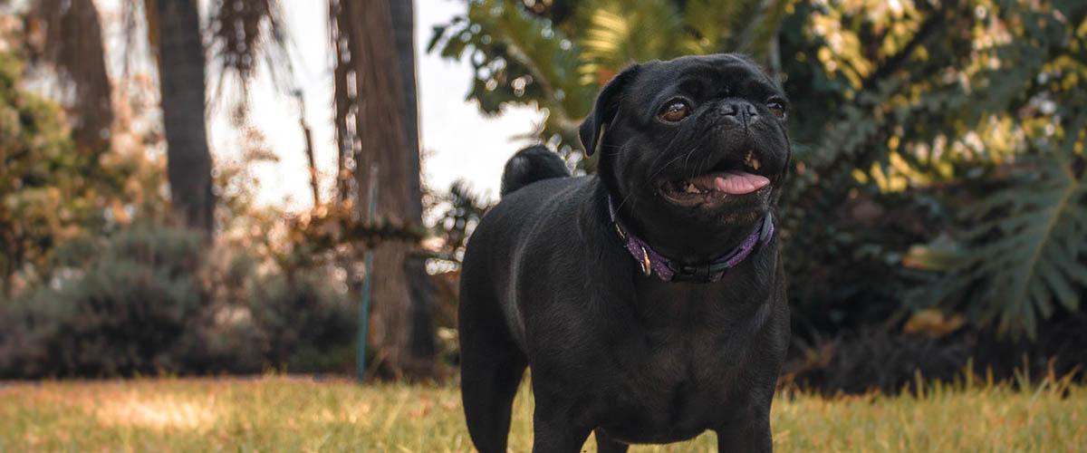 Cash Pug: No Fees