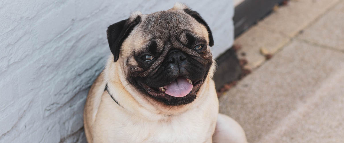 Cash Pug: Bad Credit?